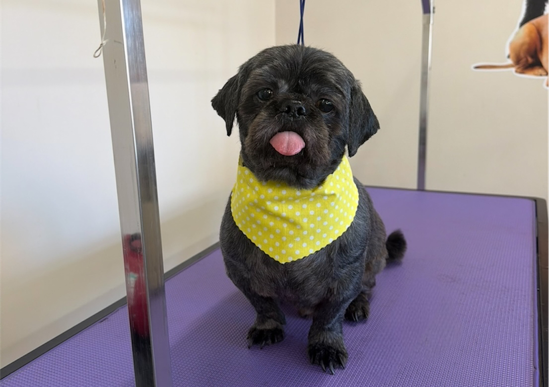Full groom small 
