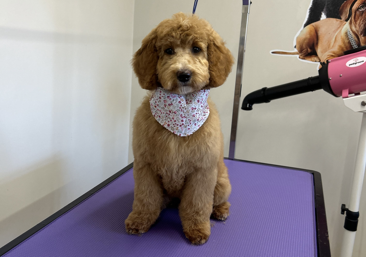 Puppy introduction 