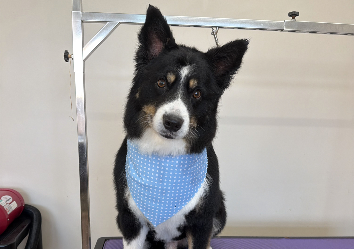Full groom Large 