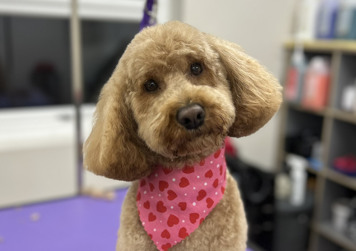 Poodled/Doodled Full groom 
