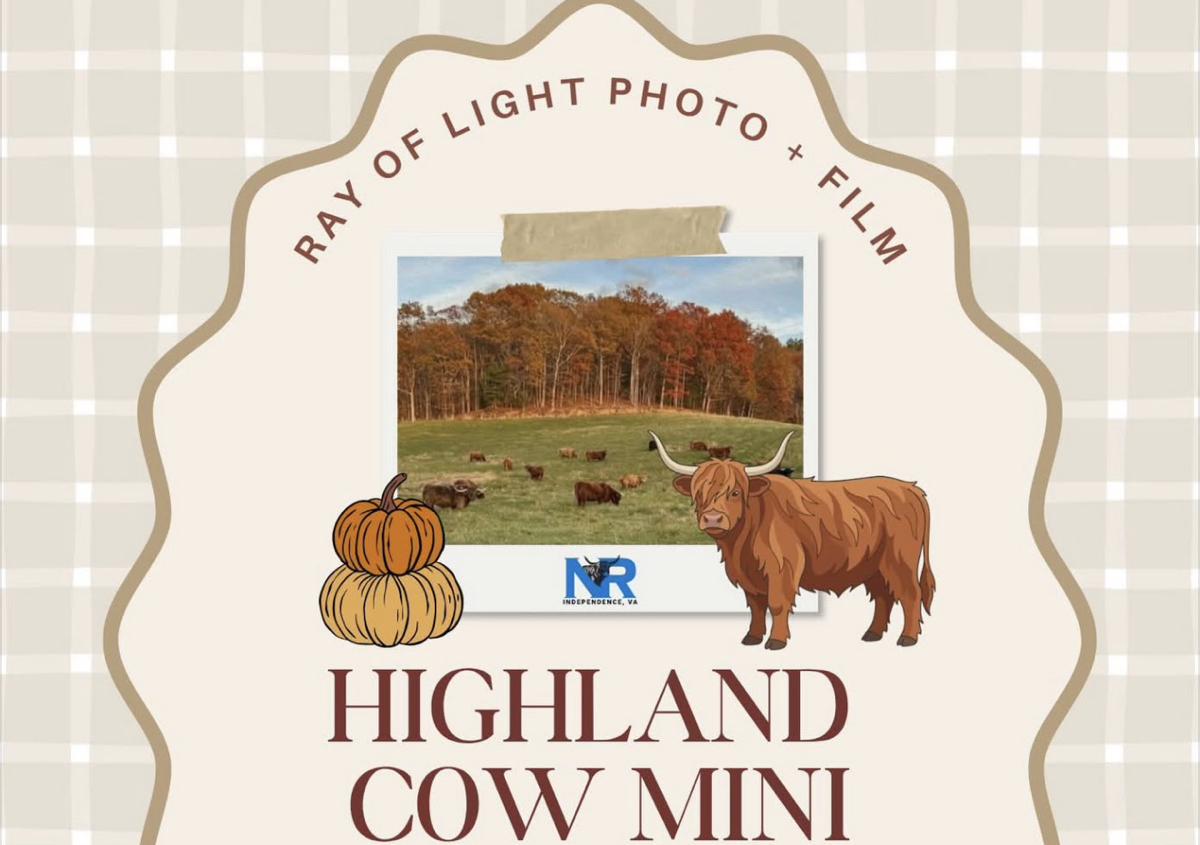 Highland Cow Mini Sessions