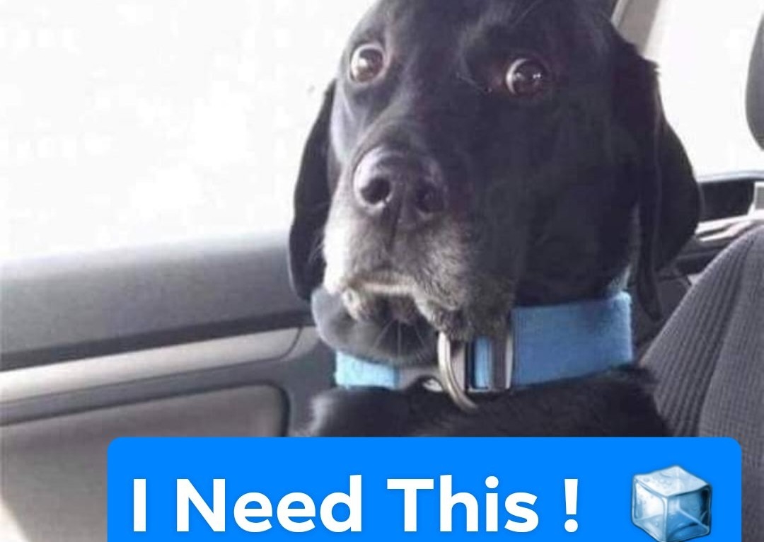 CRYO Therapy 🧊🧊 🐕🐎..DOGS 