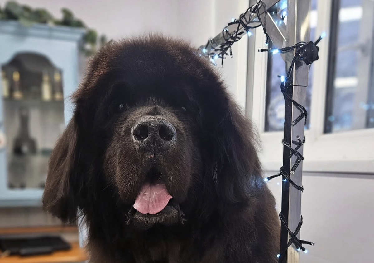 XL size breed groom 