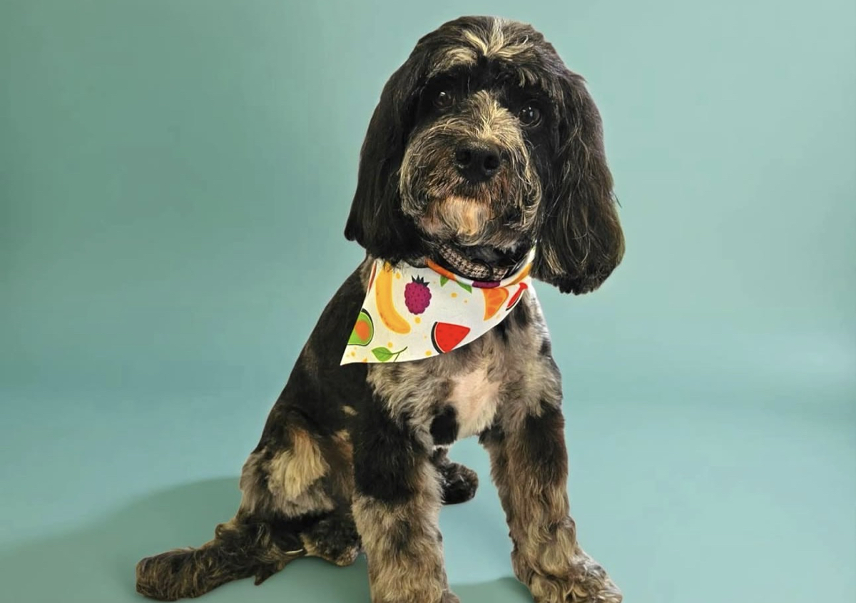 Medium breed groom 