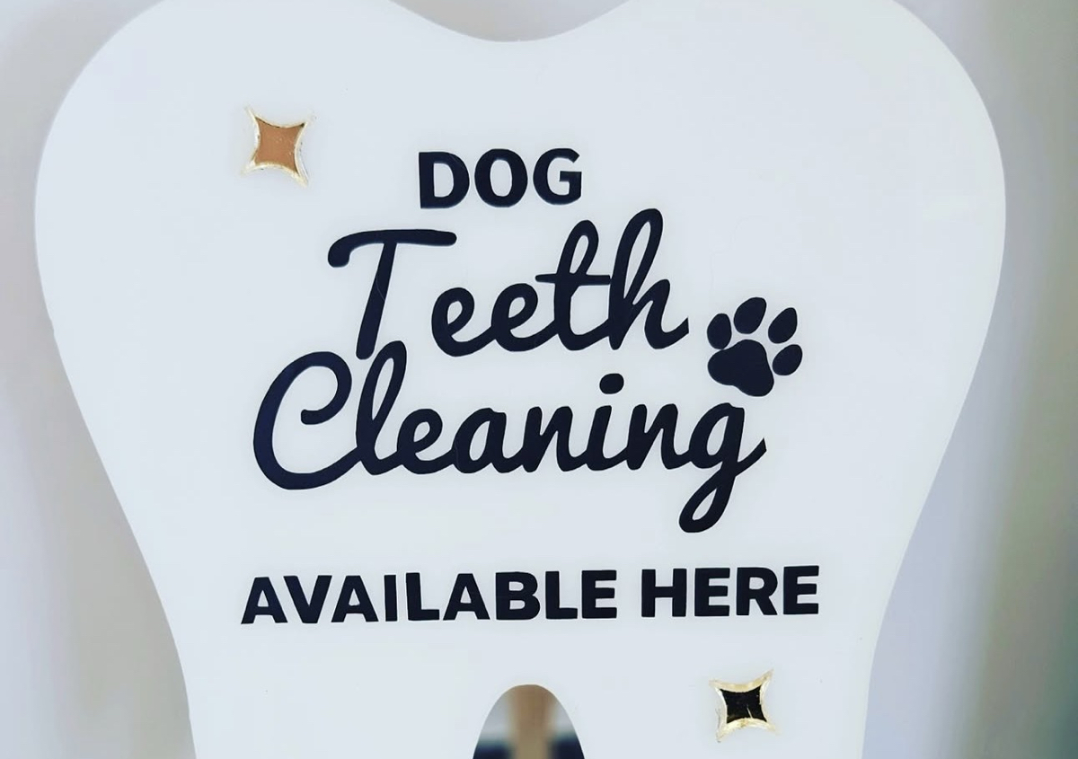 1st treatment Dog Teeth Cleaning  