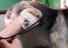 Face, Feet & Fanny Tidy Up