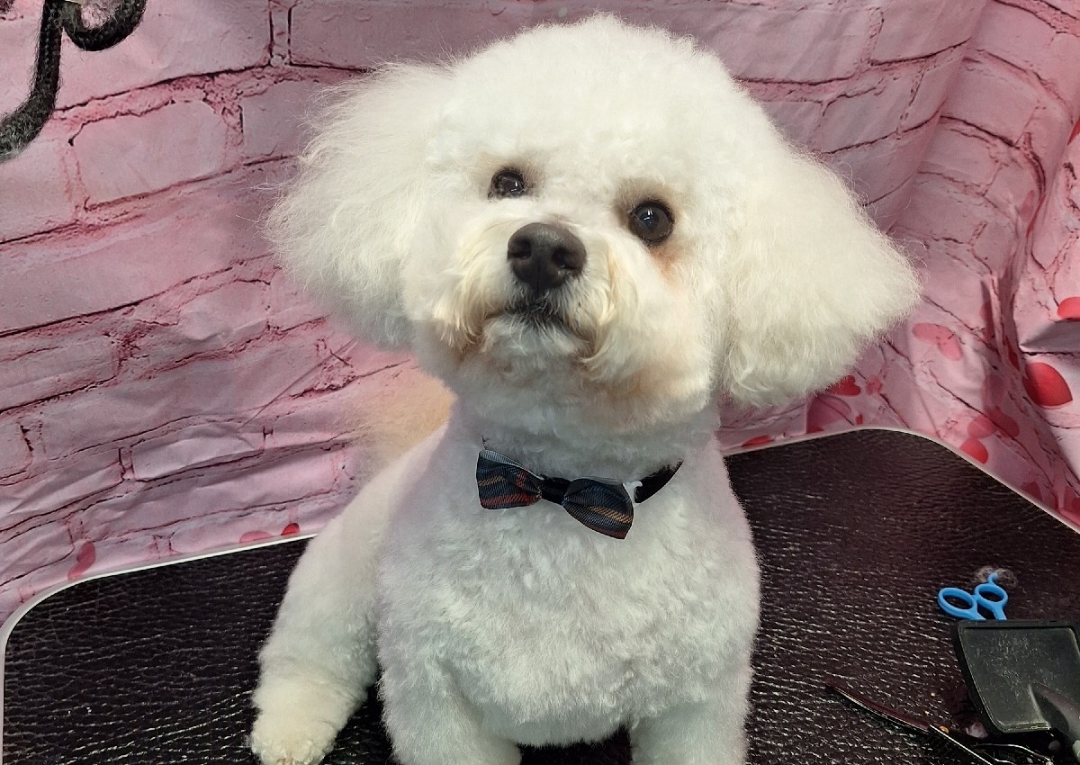 Pawsitively Perfect Package