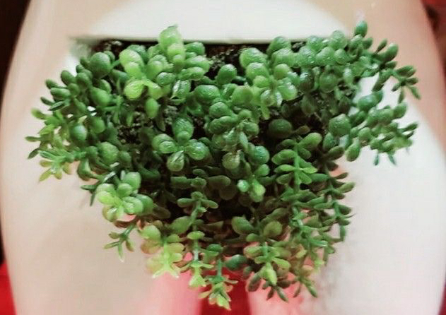 Brazilian (Women Only)