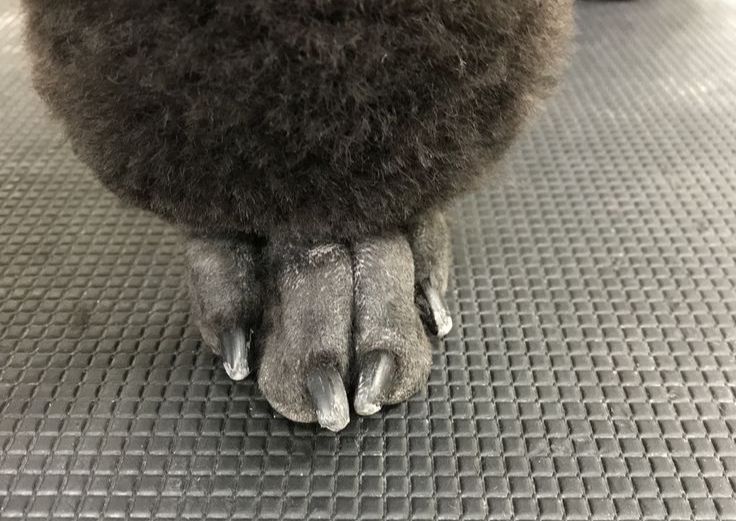 poodle feet /Clean feet