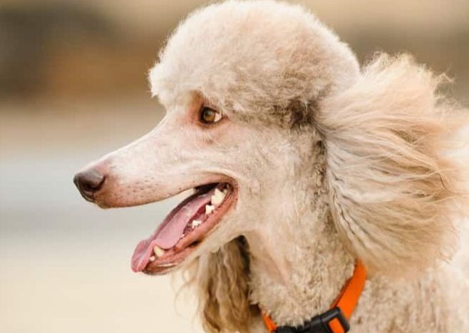 poodle face aka clean face