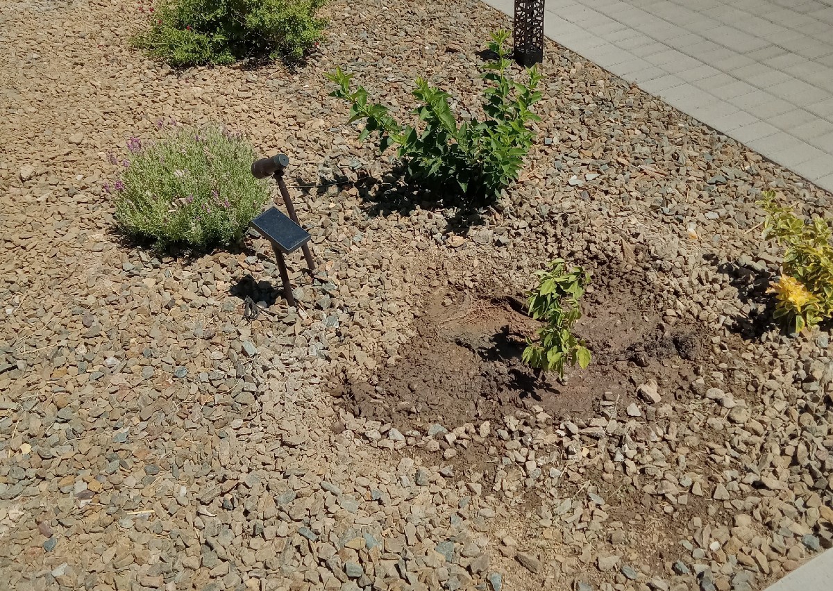 Plant Shrubs&Bushes 1gal thru 15gal