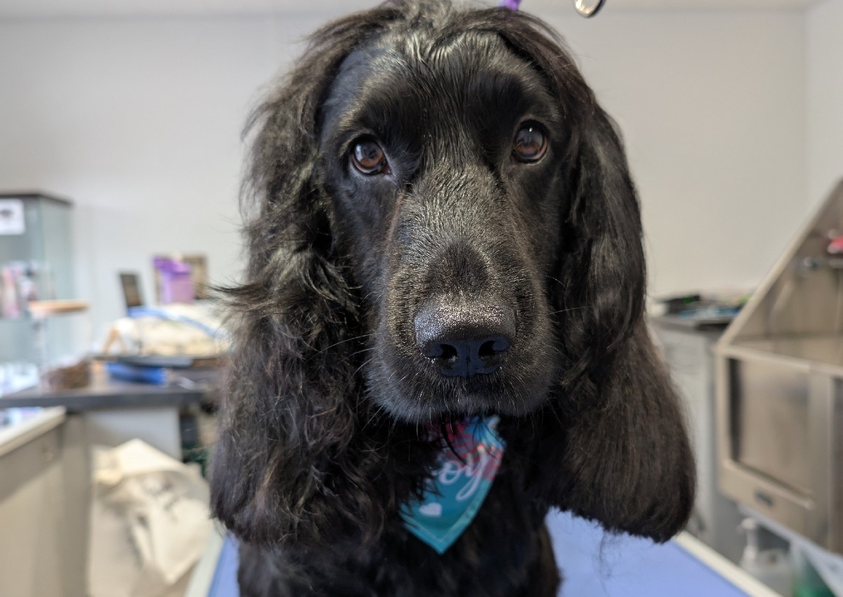 Cocker Spaniel Full Groom 