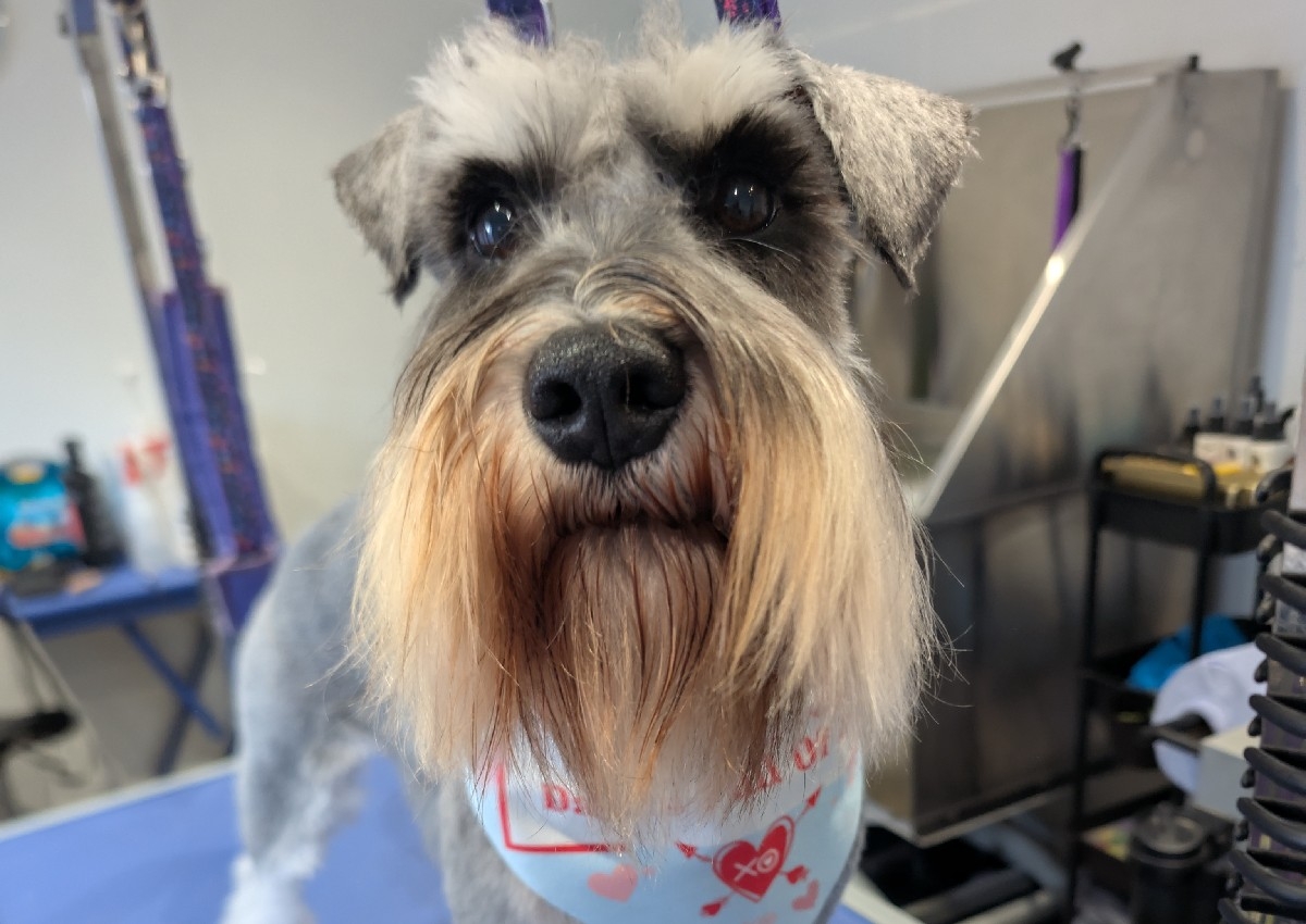 Miniature Schnauzer Full Groom