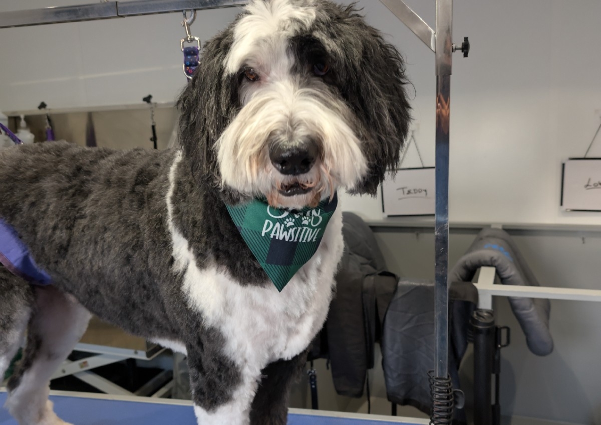 Sheepadoodle Full Groom 