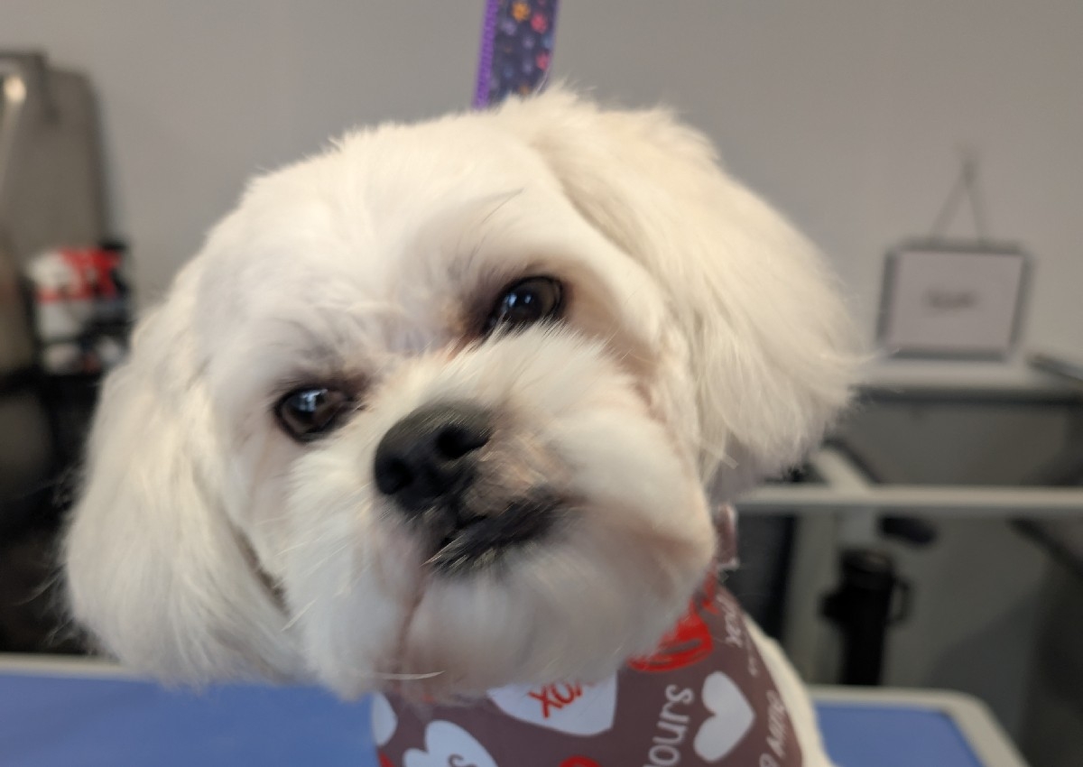 Shih Tzu Full Groom.