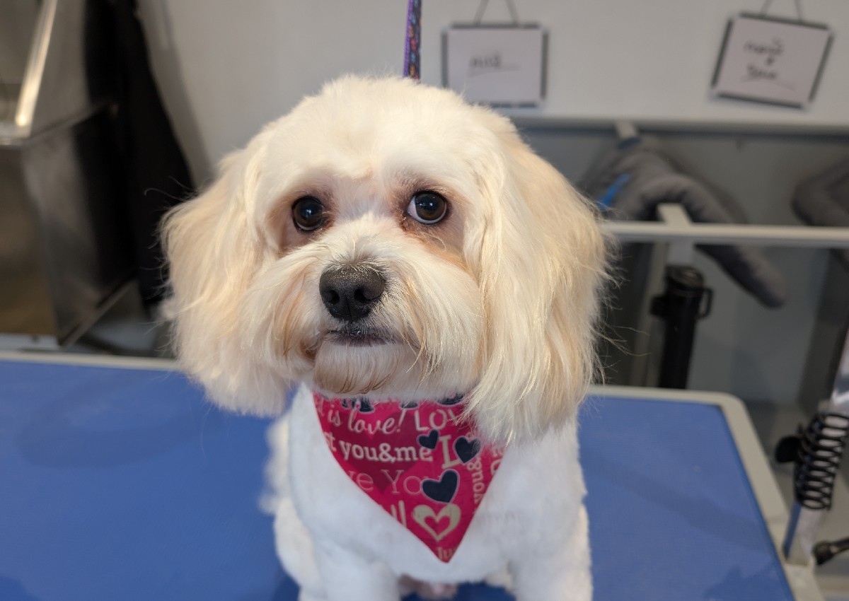 Cavapoo Full Groom
