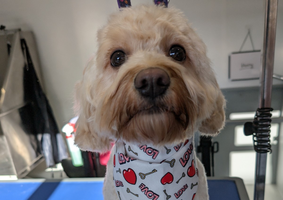 Cockapoo Full Groom