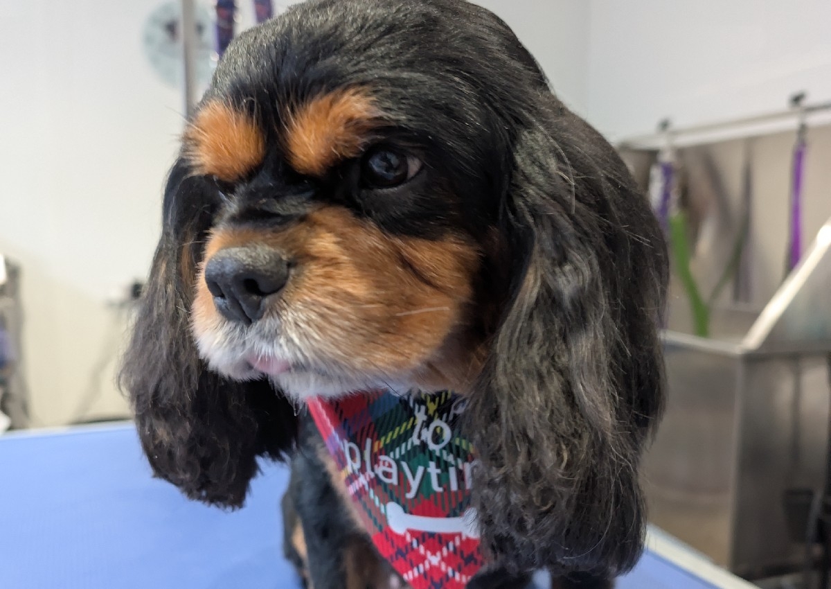 King Charles Full Groom 