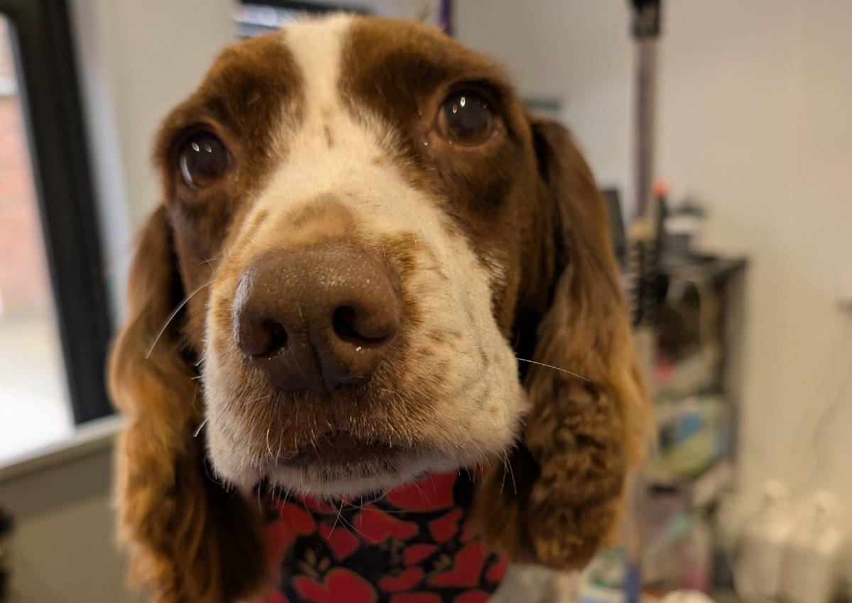 Springer Spaniel Full Groom