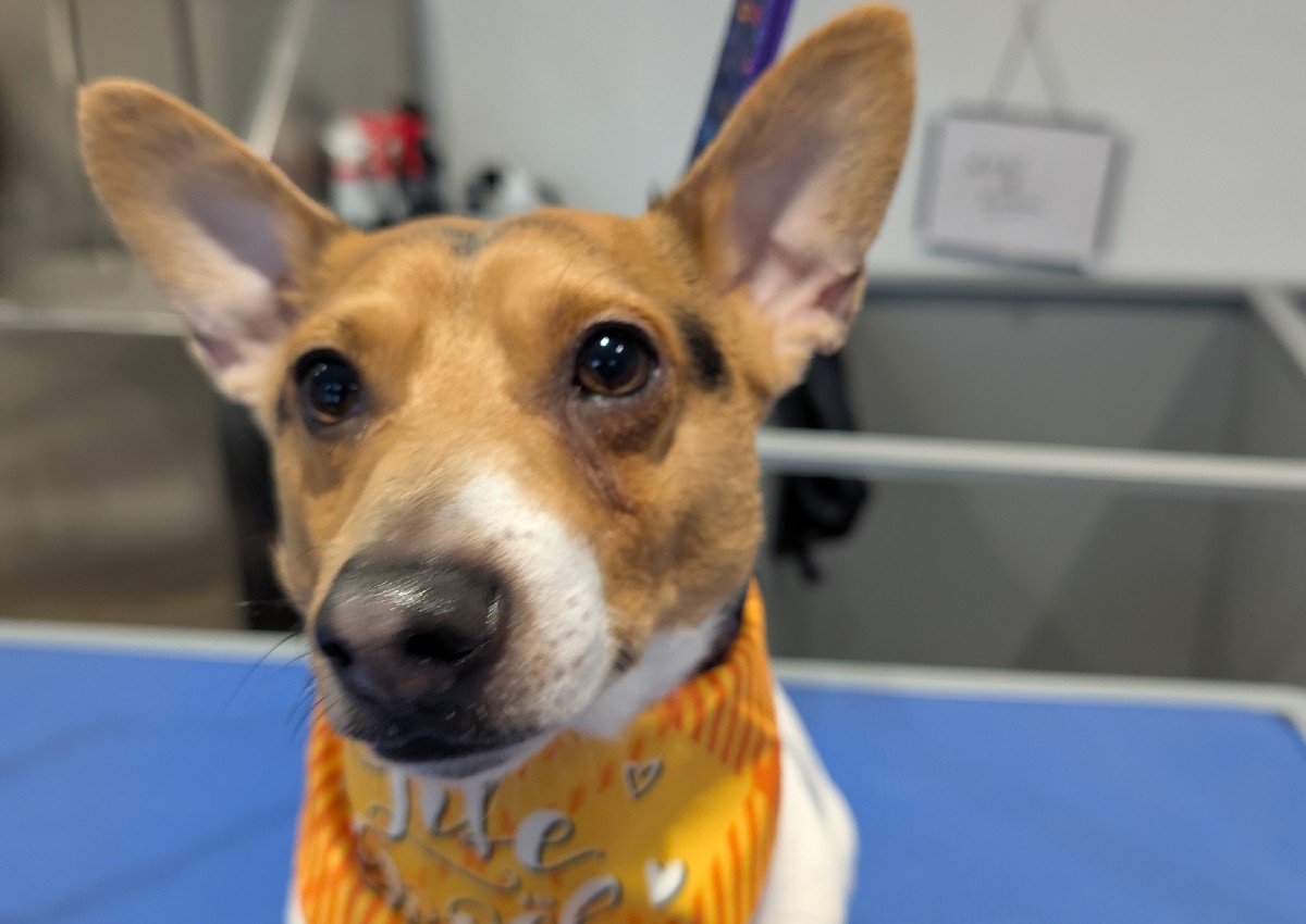 Jack Russell Full Groom 