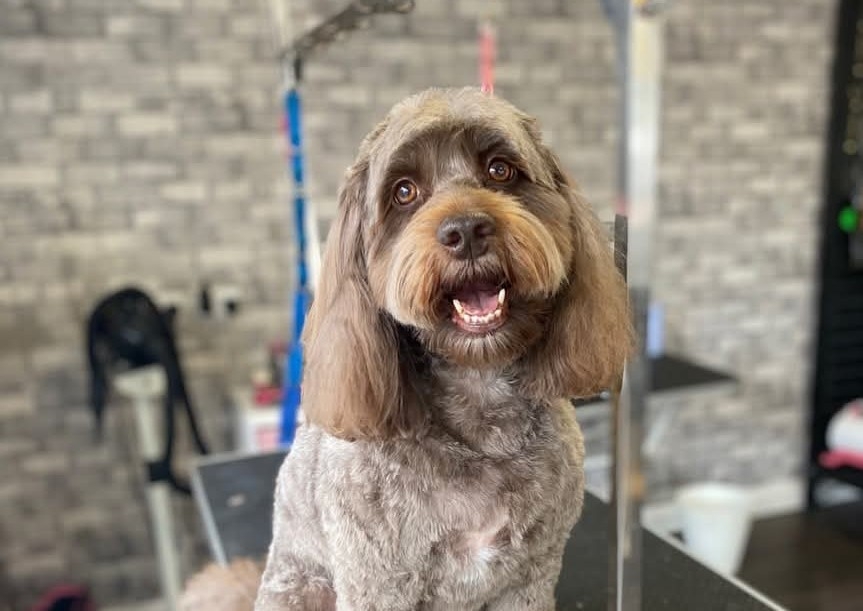 Poodle and doodle treatment