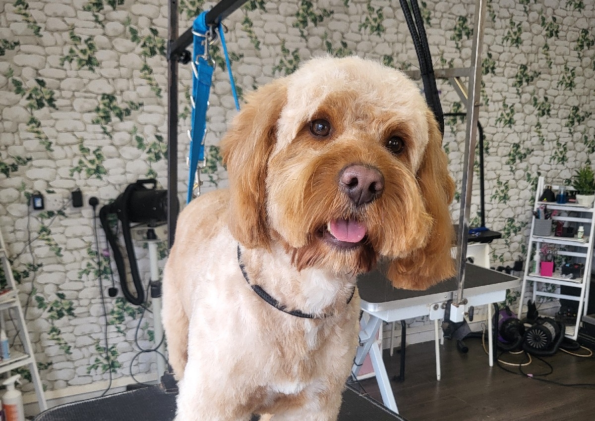 Calming spa upgrade for nervous pets