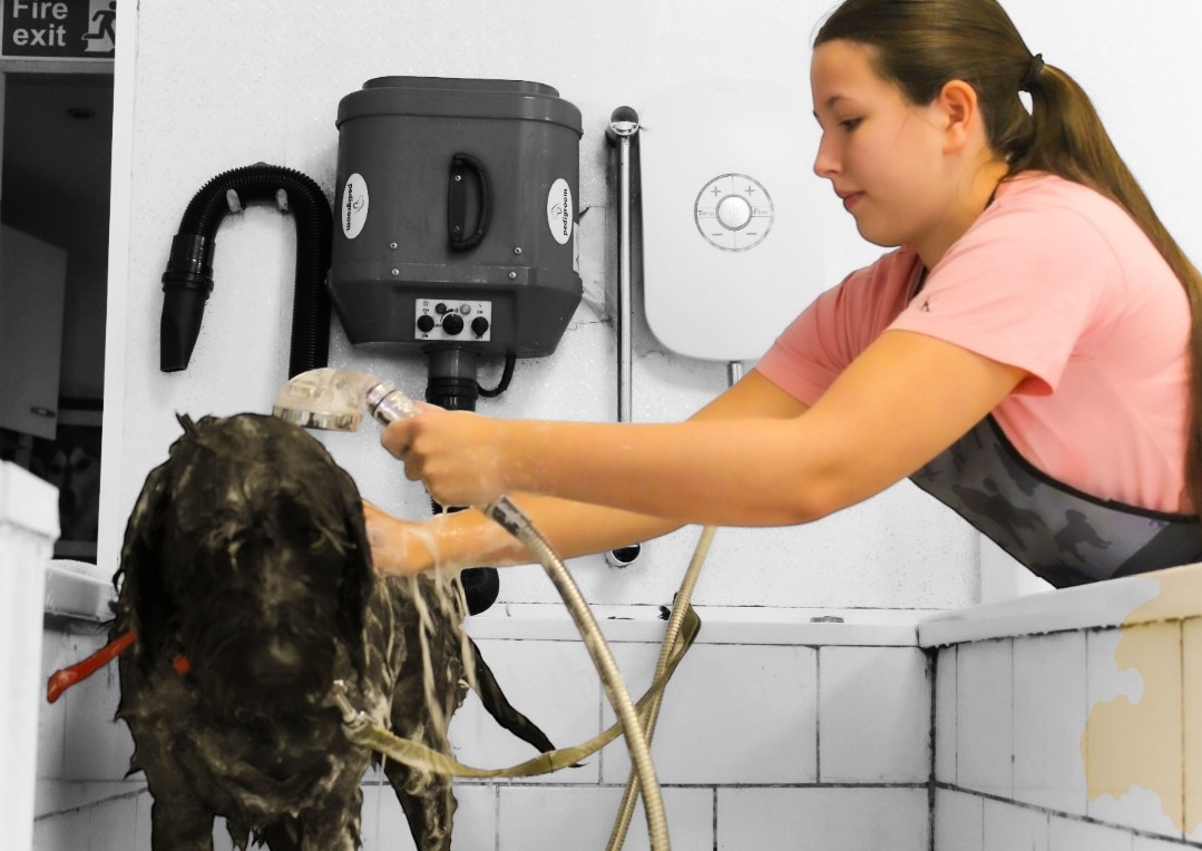 Full groom long hair medium breed 