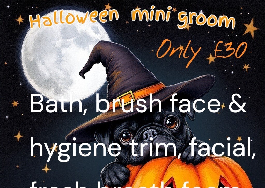 Halloween mini groom 