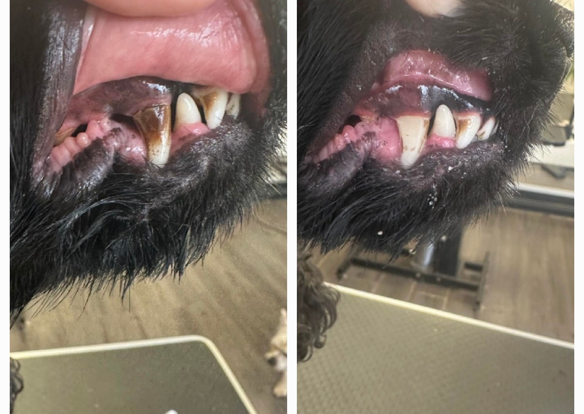 Emmi-pet block booking