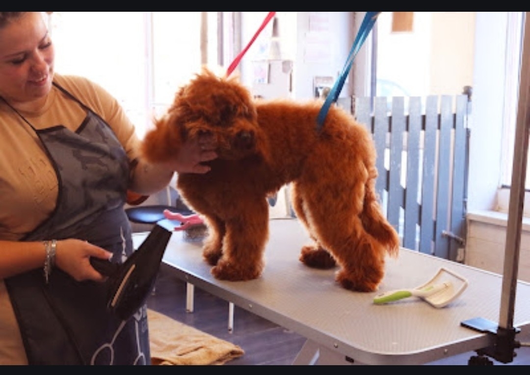Full groom long hair large breed