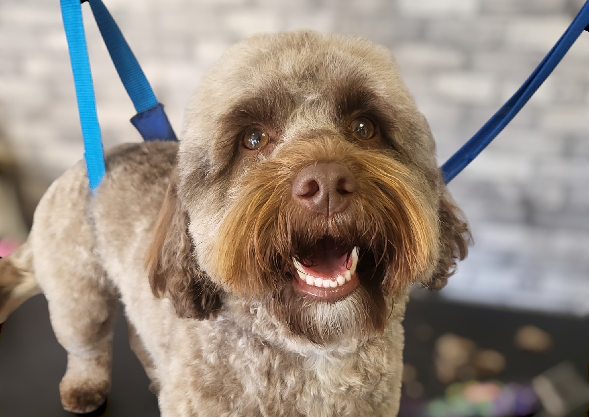 Full groom long hair small breed