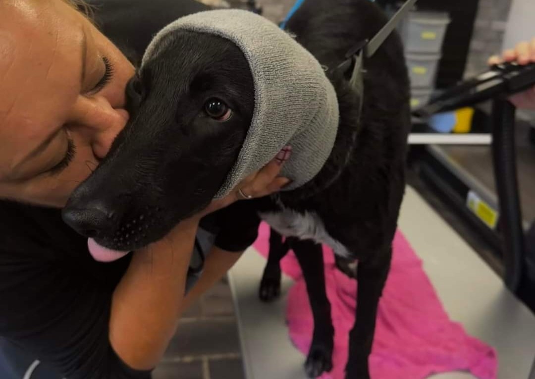 Puppy groom long hair 3-6 months