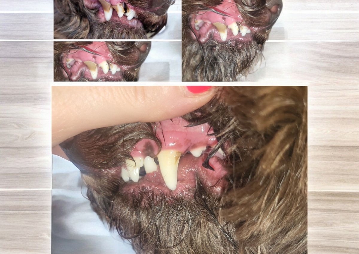 Bath and brush small breed