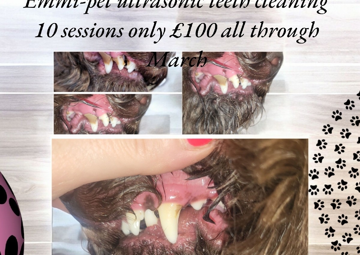 Emmi-pet march special offer 10 sessions