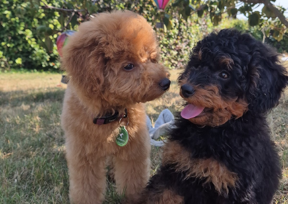 New Dog Intro  (2/3)