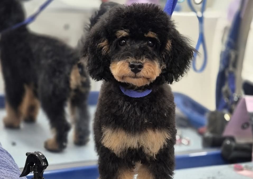New Dog Intro  (1/3)