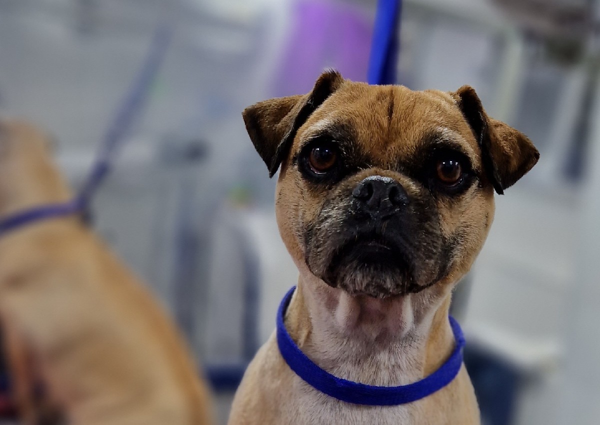 Full groom Small /toy dog to Large /Giant breed , state breed type or cross breed on booking  (3/3)