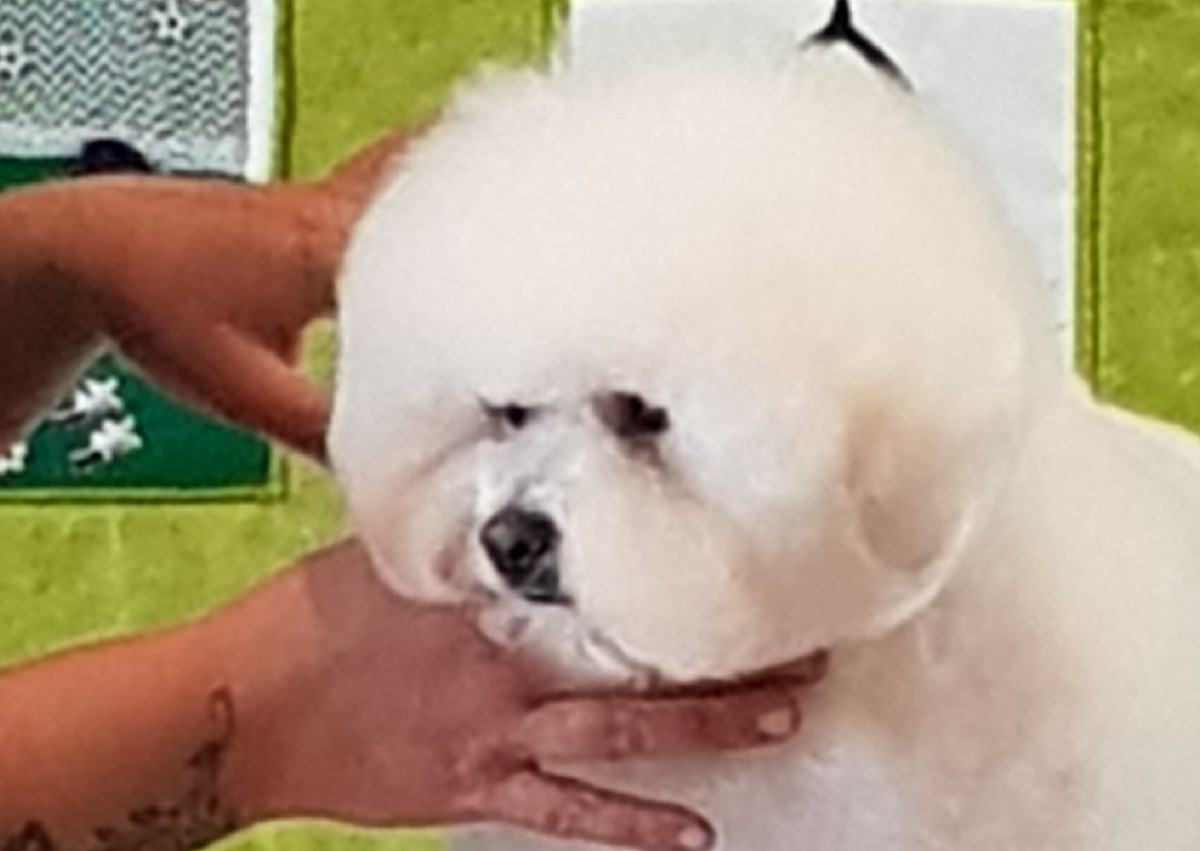 Groom your Own dog day 