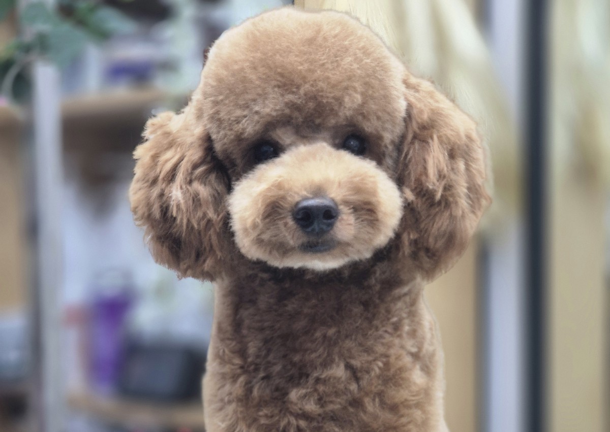 Full groom Small /toy dog to Large /Giant breed , state breed type or cross breed on booking  (2/3)