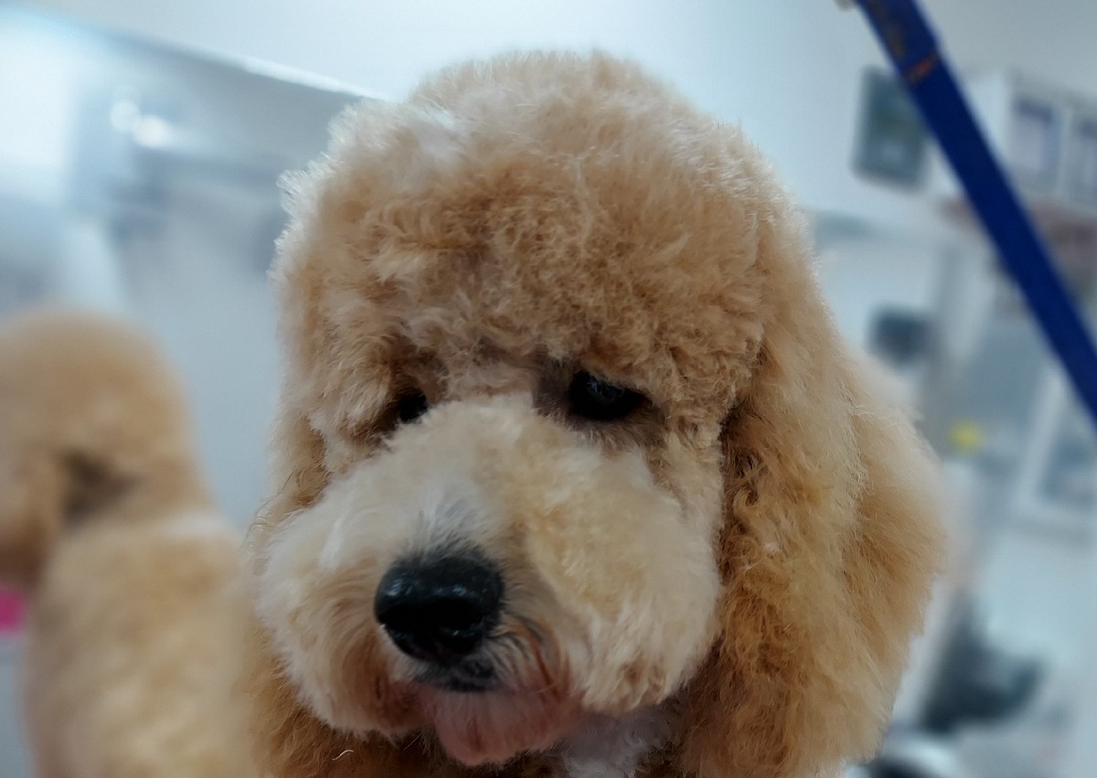 Full groom Small /toy dog to Large /Giant breed , state breed type or cross breed on booking  (1/3)