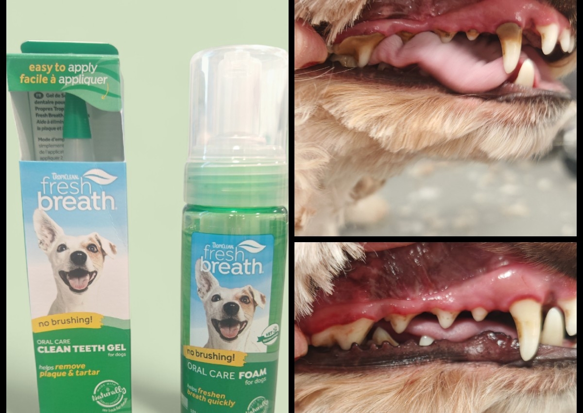 Ultimate Teeth clean (Say Cheese) 