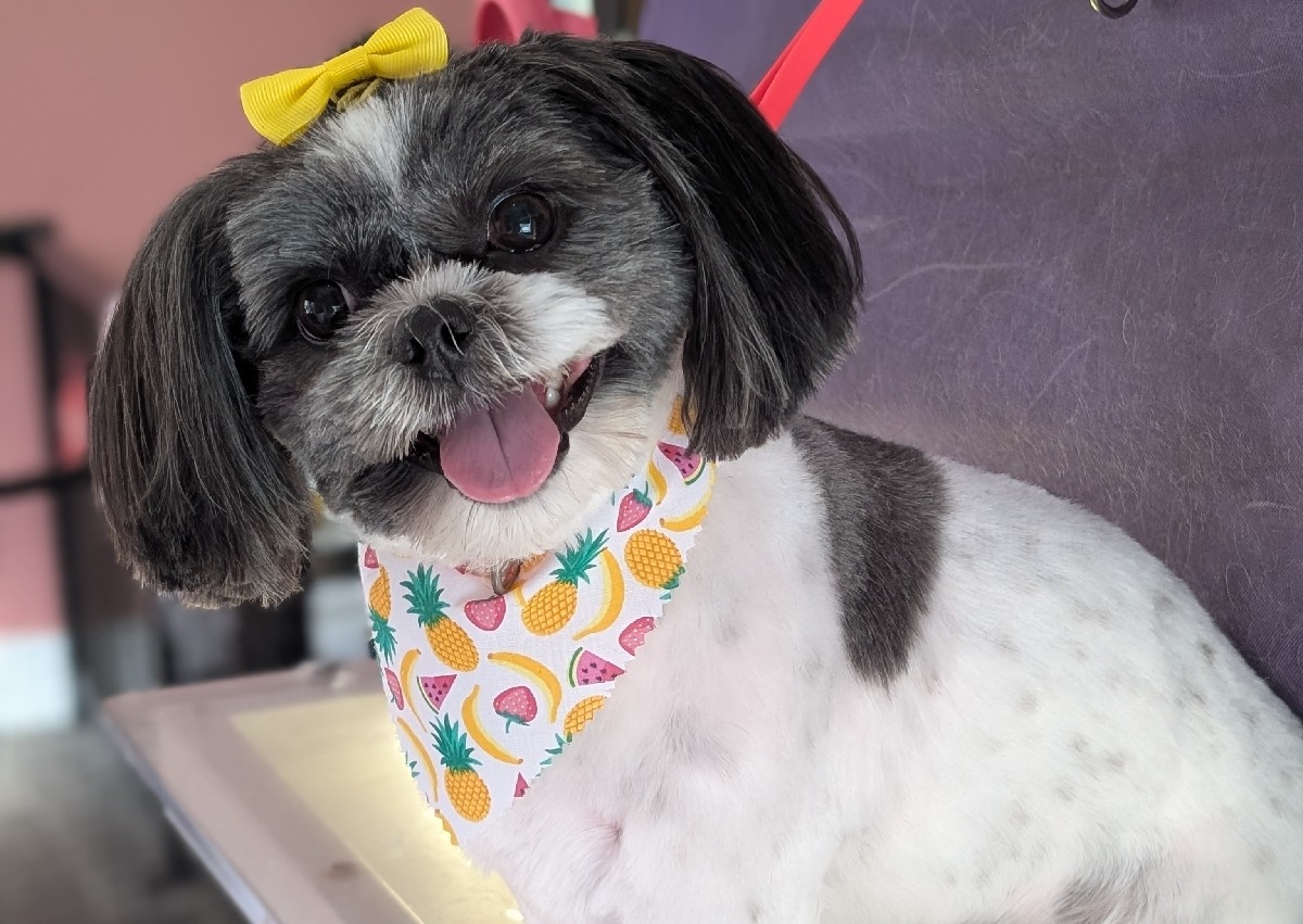 Small dog full groom