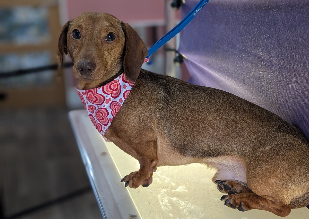 Short haired dogs package