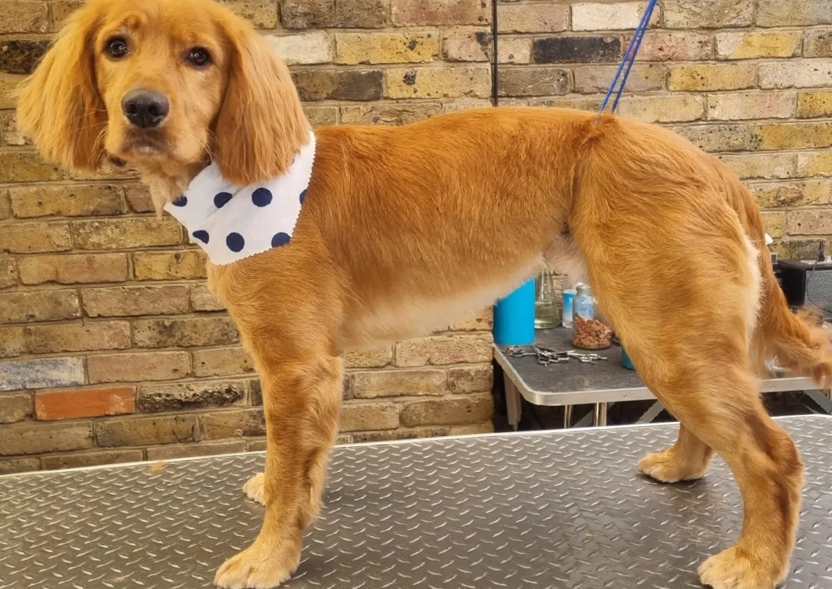 Full Groom - Medium - Single, Smooth, Silky & Drop Coat (2/2)