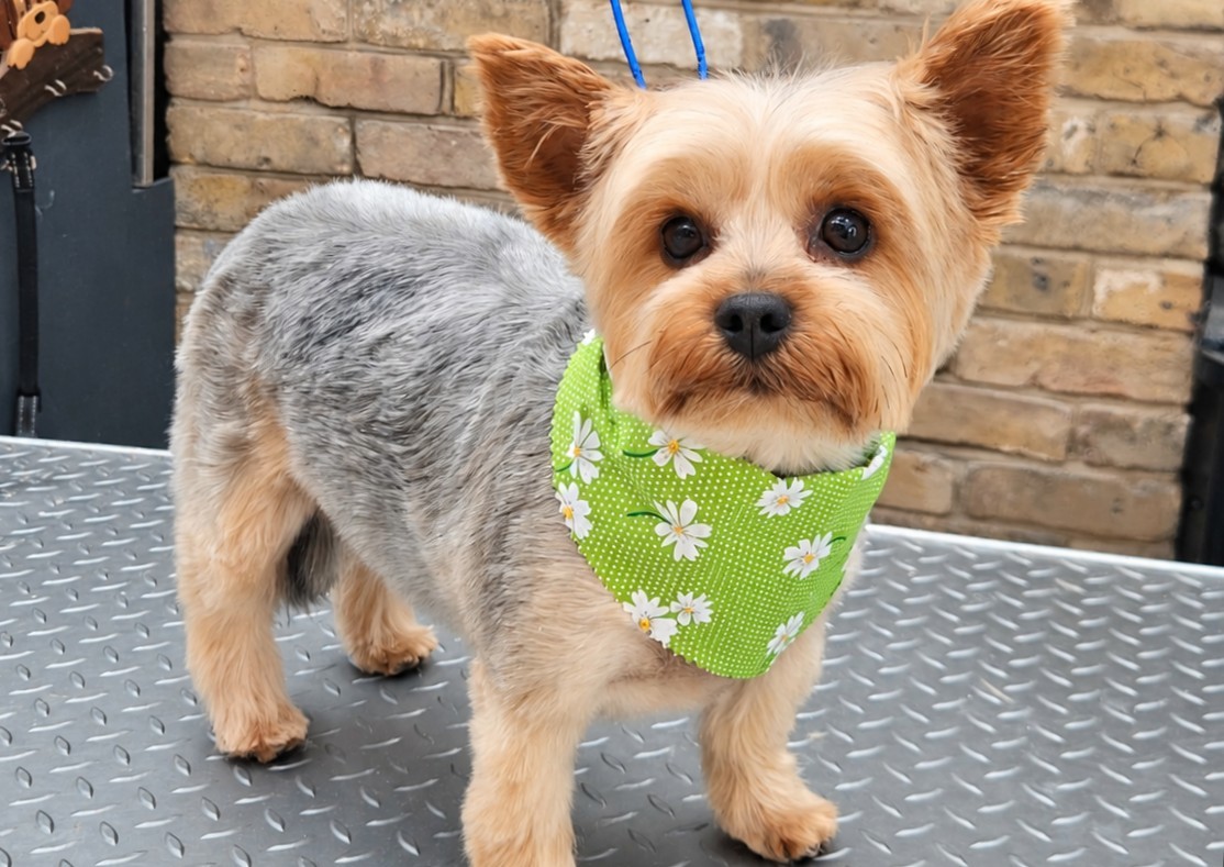 Full Groom - Small - Single, Smooth, Silky & Drop Coat