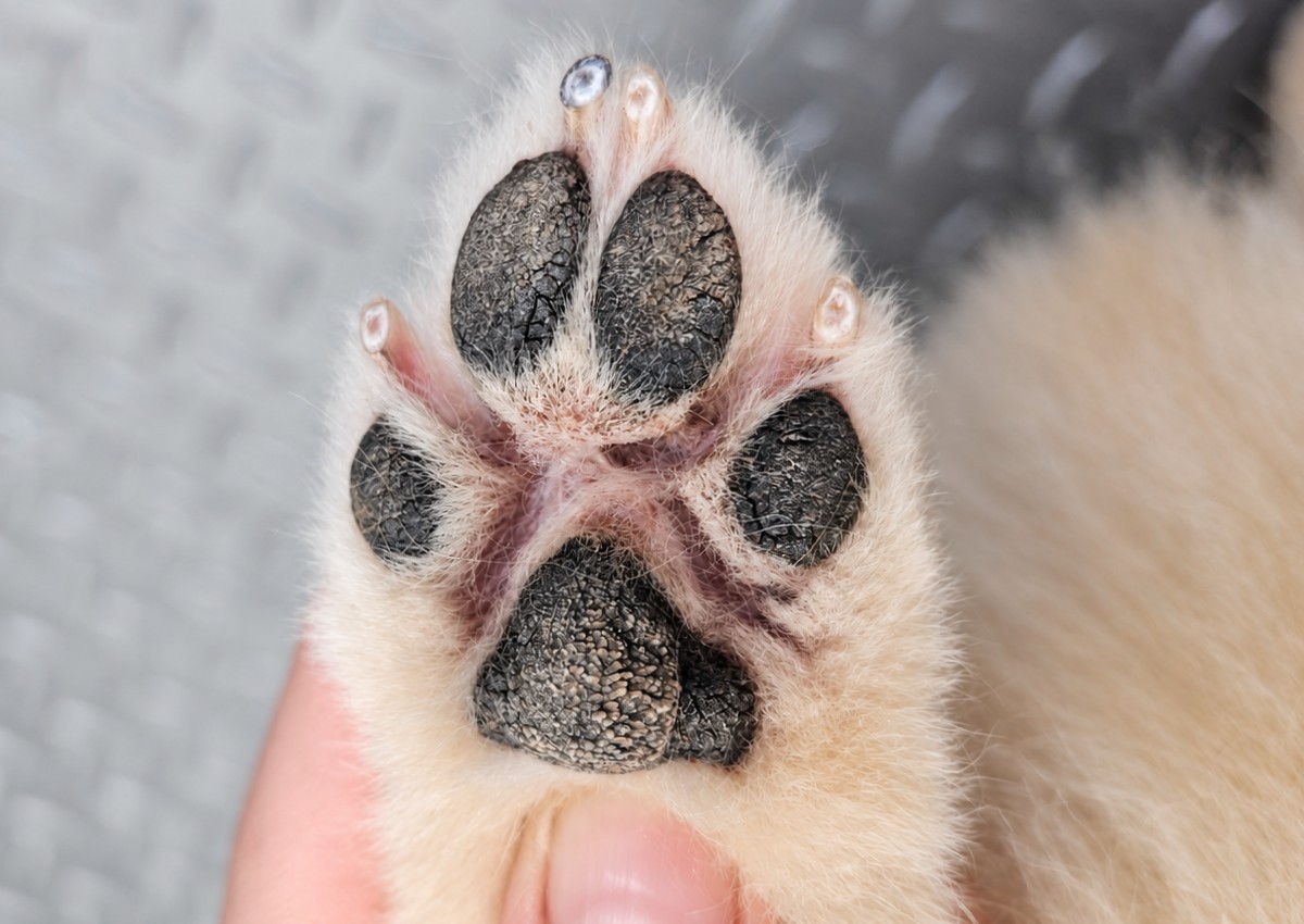 Pawdicure (2/3)
