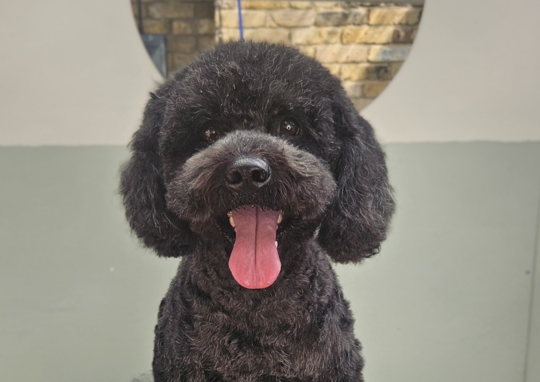 Full Groom - Medium - Curly, Double, Mixed Coat (1/4)