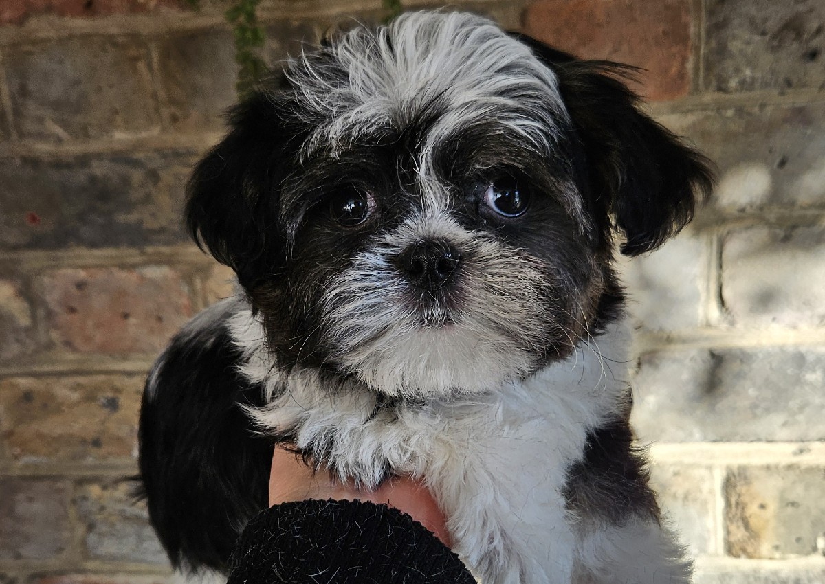 Full Groom - Toy - Curly, Double & Mixed Coat