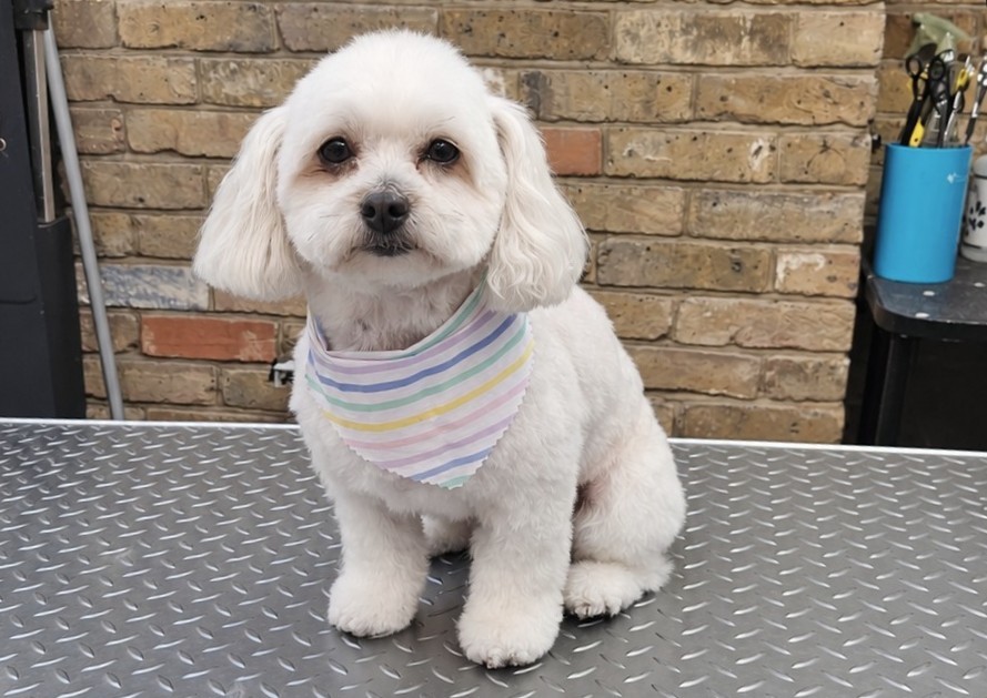 Full Groom - Small - Curly, Double, Mixed Coat (2/2)