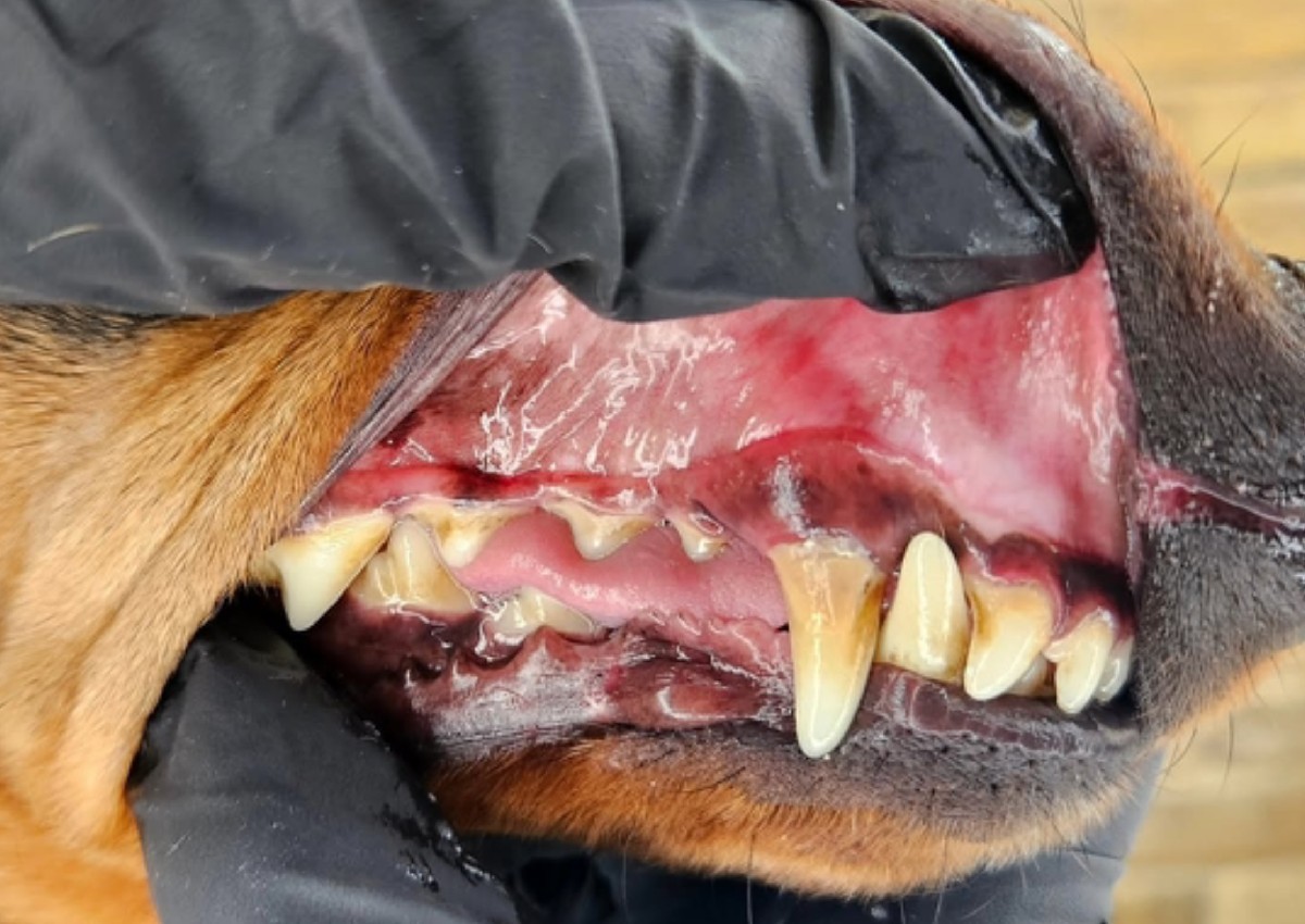 Dental Consultation (1/3)